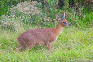 Grisbok - mala antilopa iz južne afrike